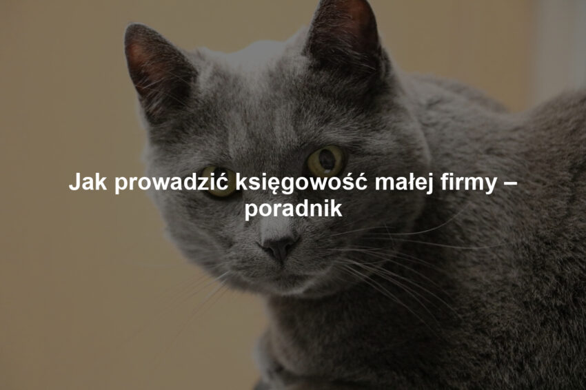 Jak prowadzić księgowość małej firmy – poradnik